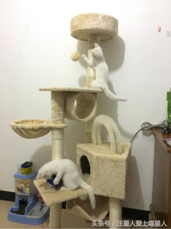 养两只猫咪什么体验,家里养个宠物猫是什么样的感觉