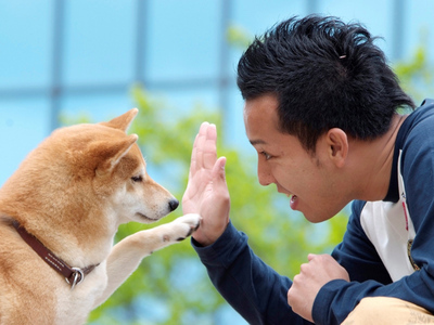 性格很好的宠物狗有哪些,非常忠诚温顺的十种狗