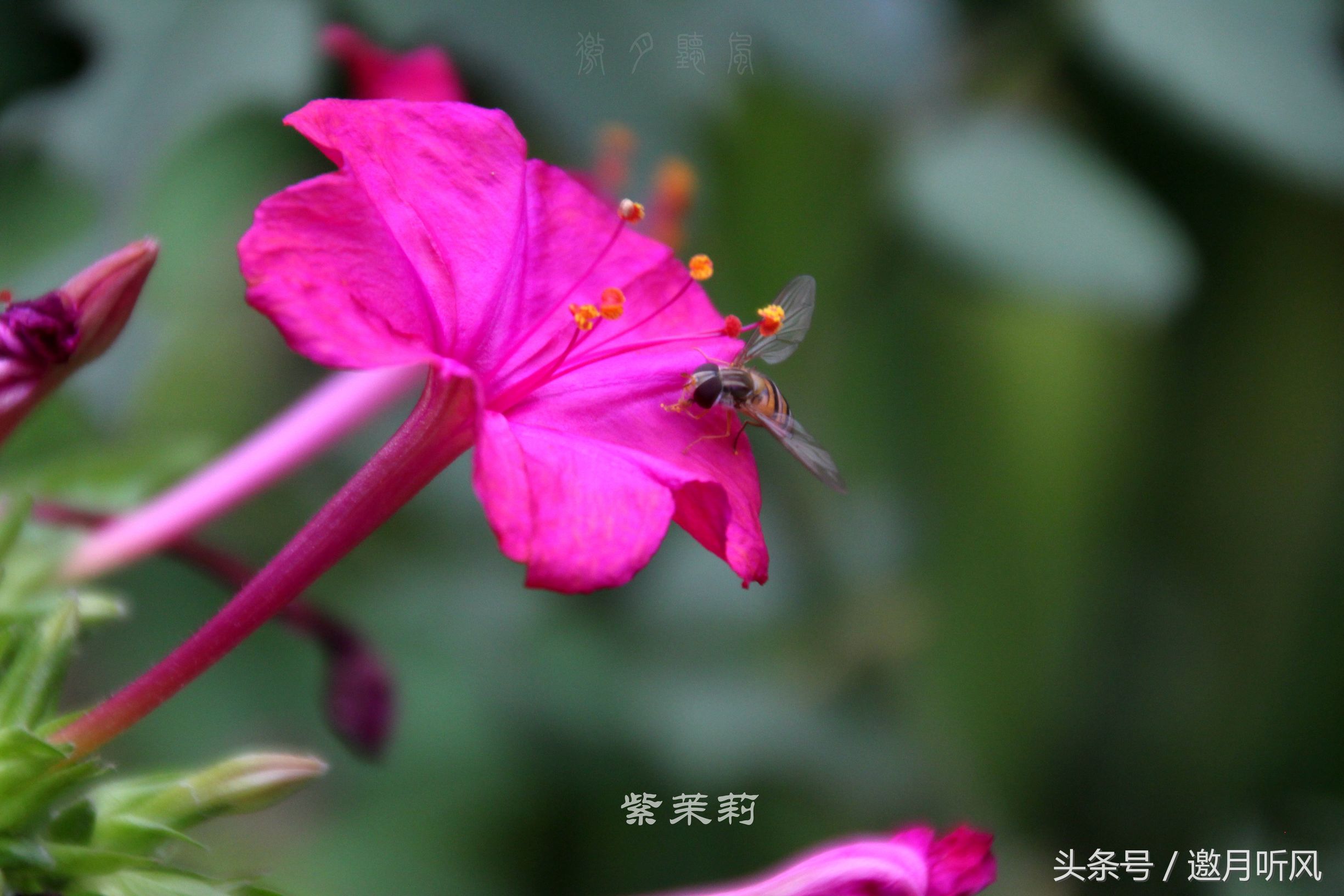 质朴玲珑——紫茉莉