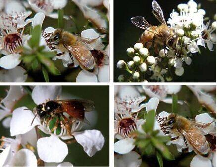 新西兰麦卢卡蜂蜜能买到真货吗,新西兰买蜂蜜麦卢卡会不会假货