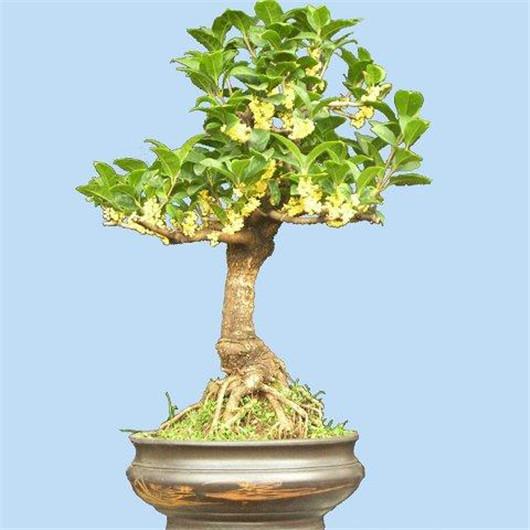 桂花养殖方法和注意什么,桂花风水大忌大全及讲解