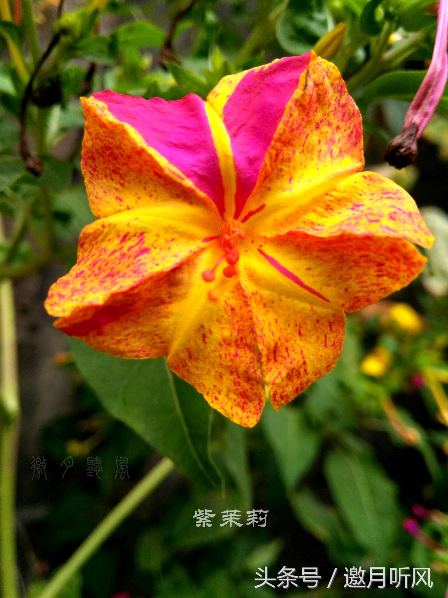 质朴玲珑——紫茉莉