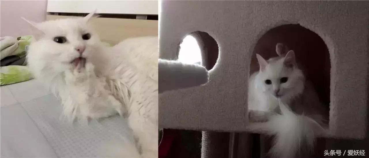 对猫咪真正有用的化毛产品,爱妖经