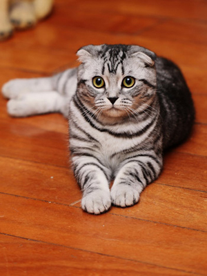 怎么让猫咪独处一个月,主人不在家猫咪怎么度过