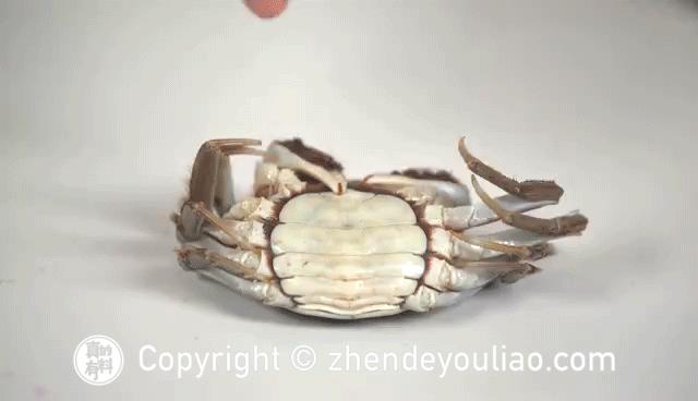 悦湖鲜阳澄湖大闸蟹怎么保存,阳澄湖大闸蟹冰箱保存图片