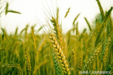 小麦怎样包衣,小麦如何包衣