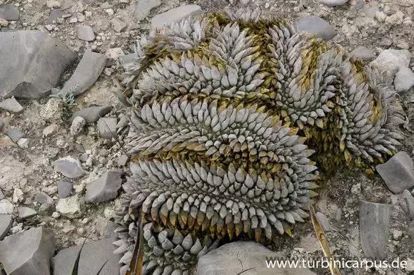 南非秘宝,遗落在世间的宝藏