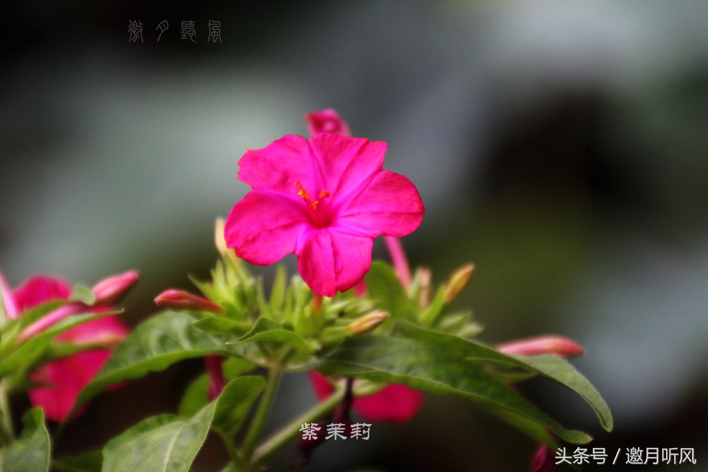 质朴玲珑——紫茉莉