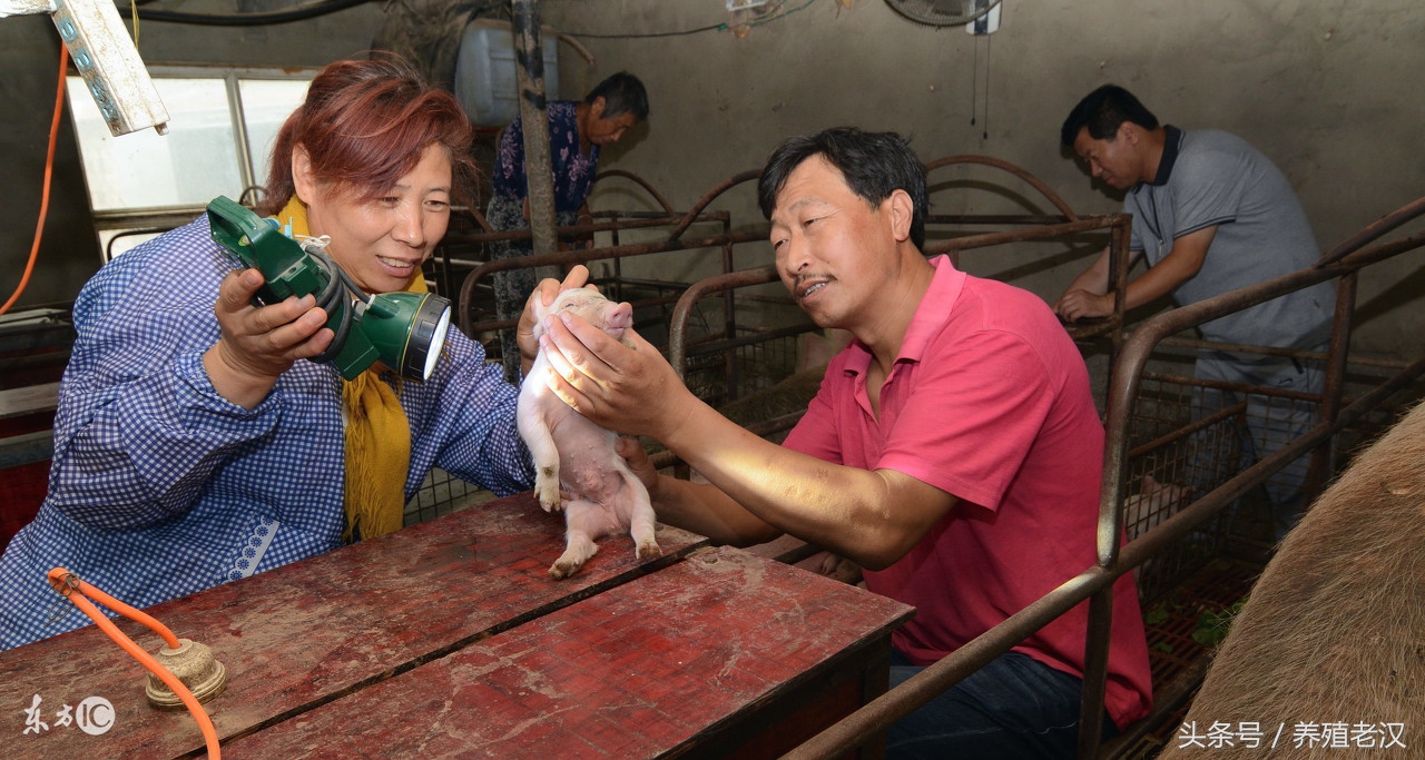 后备母猪子宫内膜炎最佳治疗方法,蓝耳病会引起母猪子宫内膜炎吗