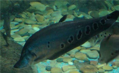 七星刀鱼不爱动不吃食,七星刀鱼为什么叫七星刀