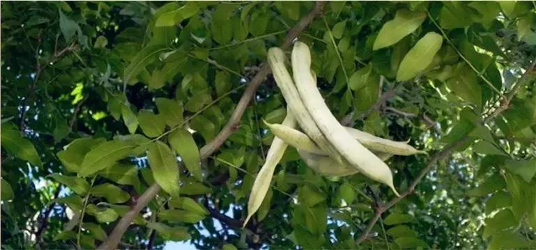 在这凉意渐生的季节里，吃一碗纯天然皂角米最滋补！