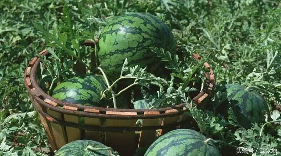 西瓜粉虱,西瓜白粉虱怎么彻底消灭
