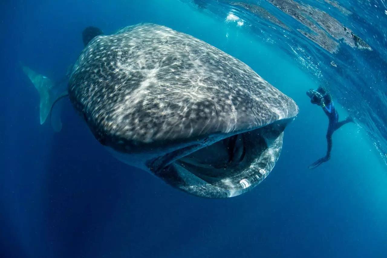 关于鲸鱼你知道什么,鲸鲨温柔