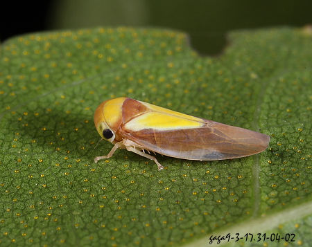 常见的大虫子科普,盘点那些你没见过的虫子