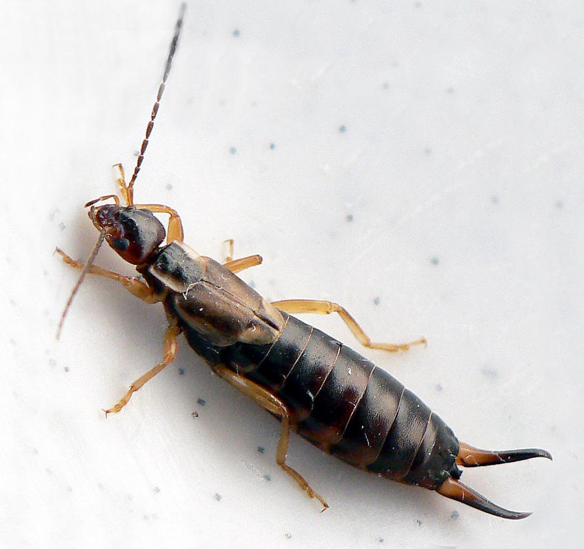 常见的大虫子科普,盘点那些你没见过的虫子