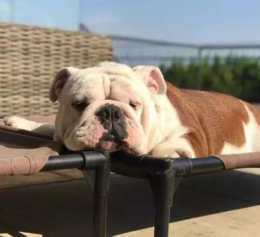 纯种英斗吃什么,英斗吃啥