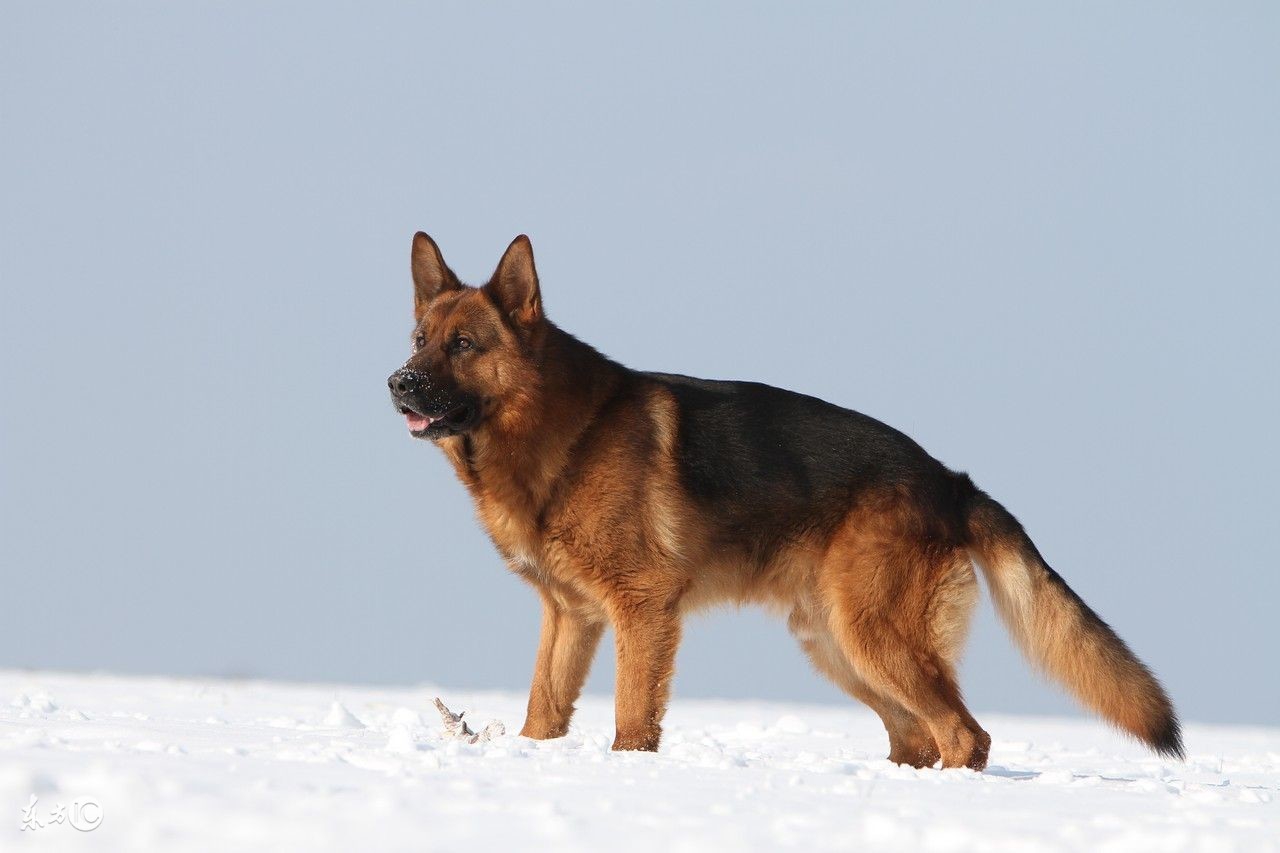 弓背德牧长毛2个半月大怎么饲养,饲养德牧怎么打疫苗