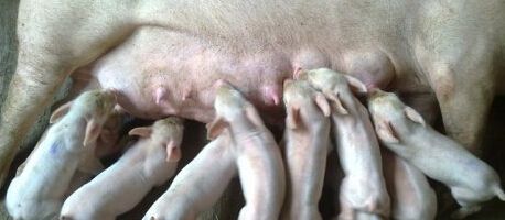 母猪产后没有奶?养猪人可从这3方面分析原因!