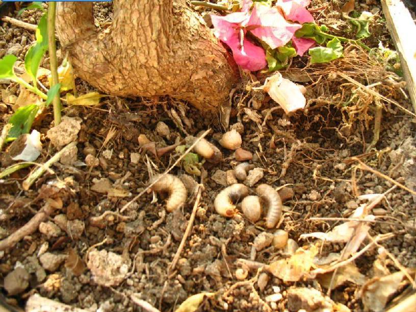 常见的大虫子科普,盘点那些你没见过的虫子