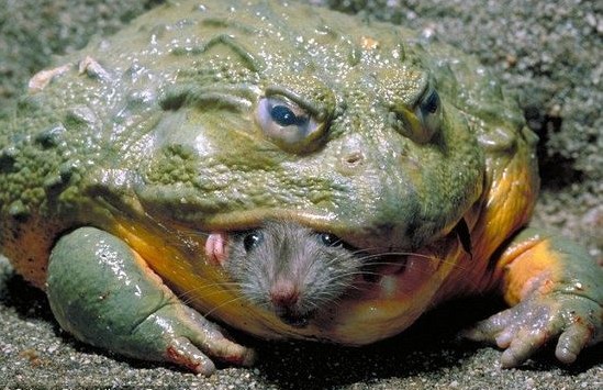 常见的大虫子科普,盘点那些你没见过的虫子