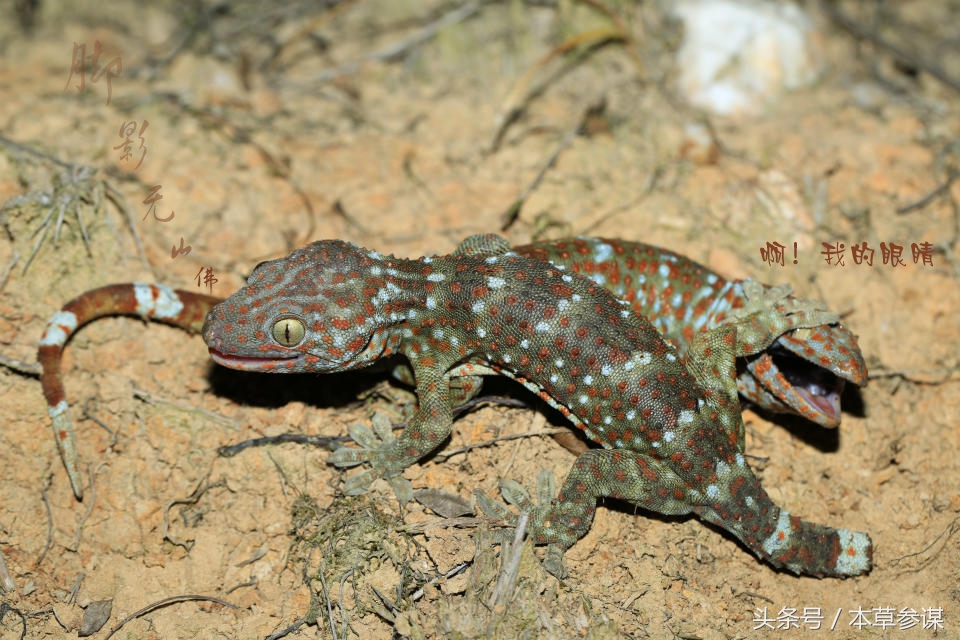 仙蟾的功效,仙蟾的种类