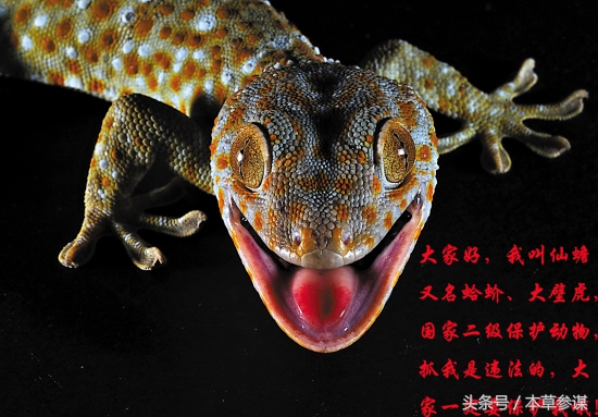 仙蟾的功效,仙蟾的种类