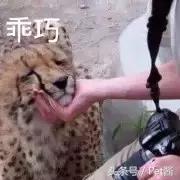 摄影师野外河边拍摄野生猎豹,野生猎豹和人类亲密接触