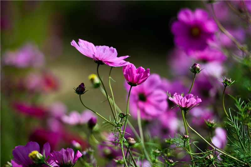 肃北七彩花海,肃北百亩花海在哪里