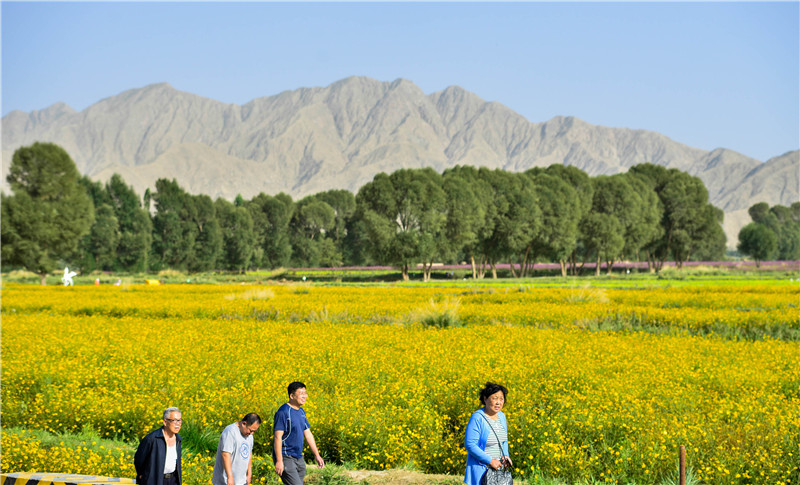 肃北七彩花海,肃北百亩花海在哪里