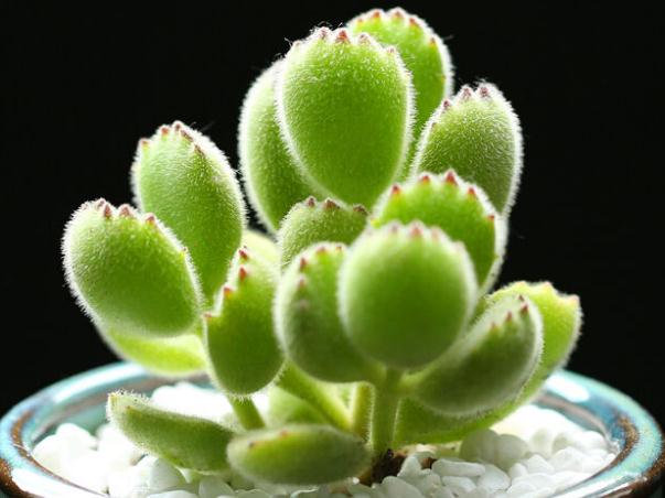 最值得买的多肉品种,包邮最漂亮多肉