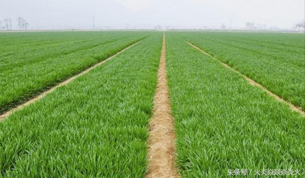 小麦包衣助高产,小麦投入与产出