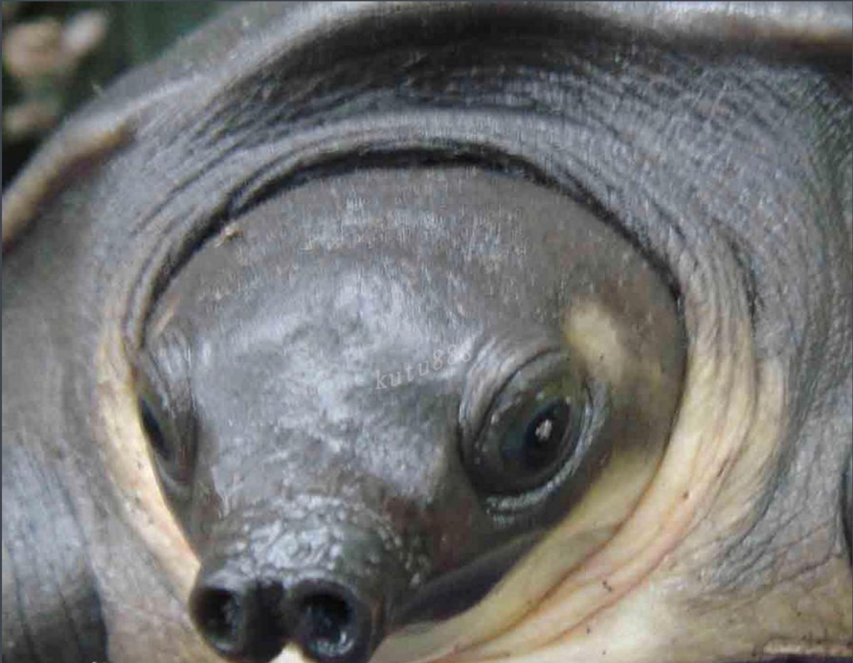 水龟都有哪些,水龟都有什么样的