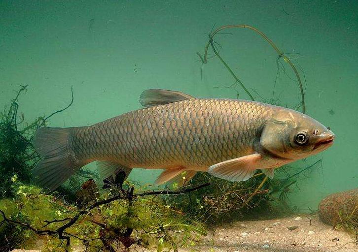 青鱼和花鲢鱼的区别图片,青鱼草鱼鲤鱼怎么区分