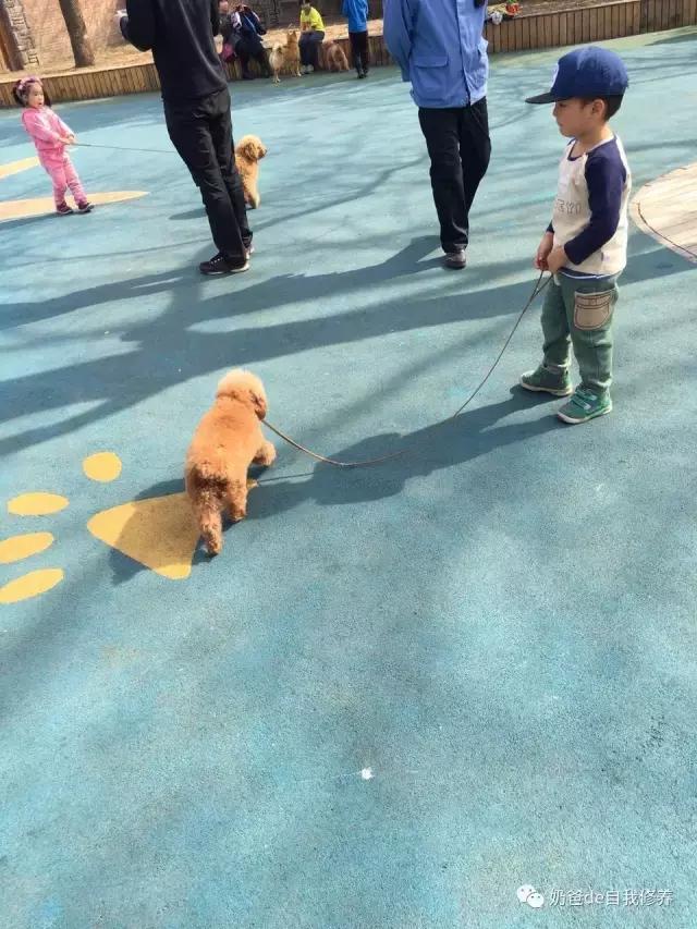 遛狗不牵绳狗害怕,遇到不戴牵引绳的狗怎么处理