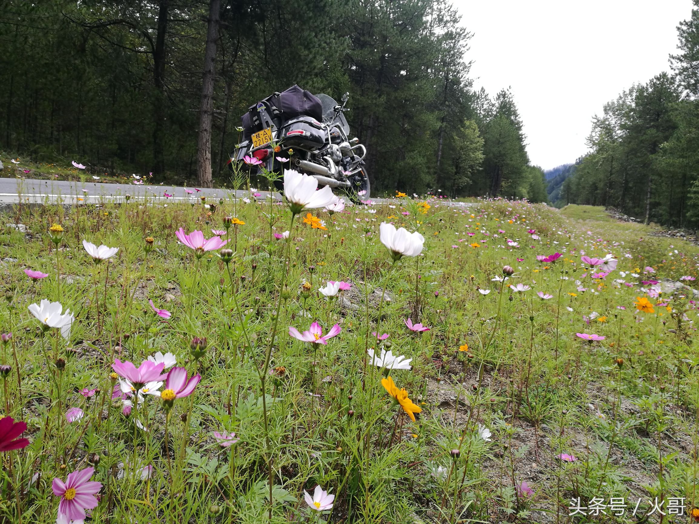 西藏林芝波密姑娘,路过林芝