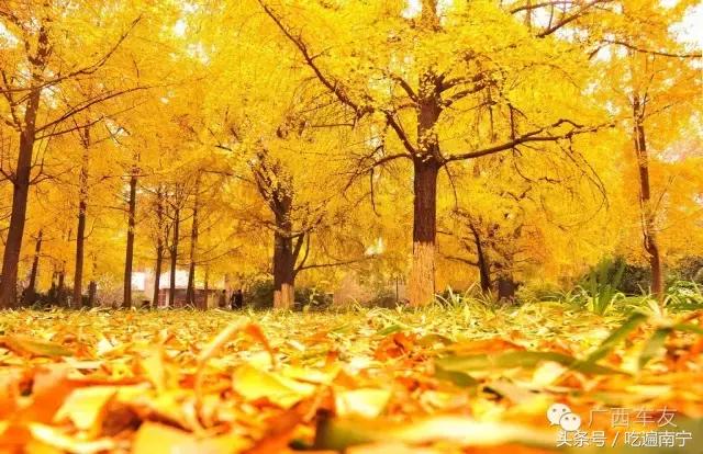 广西深秋好看的地方,广西的秋天哪里风景最美