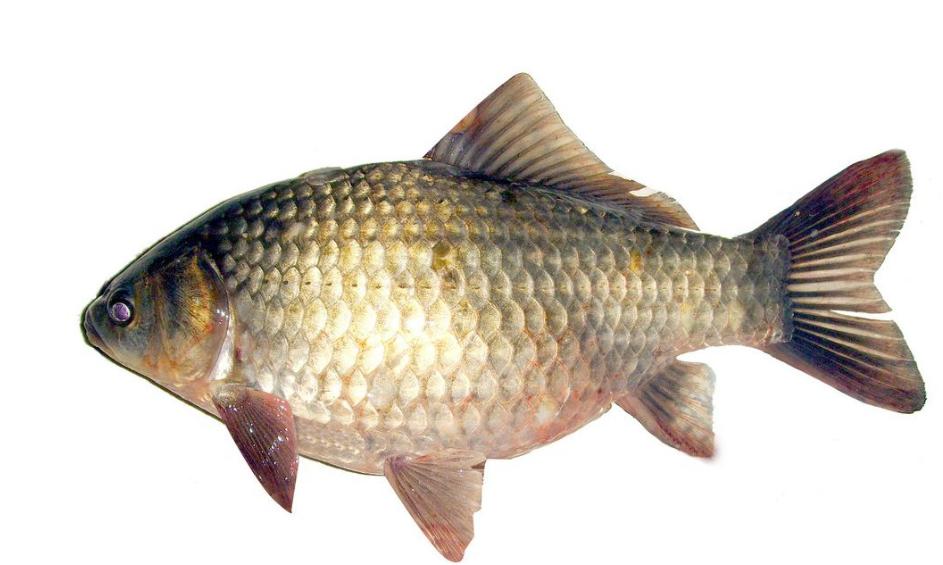 大头鱼跟白鲢鱼区别图片,青鱼草鱼鲢鱼鳙鱼被称为四大家鱼