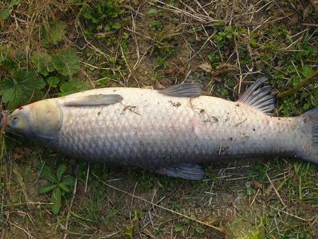 鲢鱼与青鱼和草鱼的区别,青鱼草鱼鲤鱼怎么区分