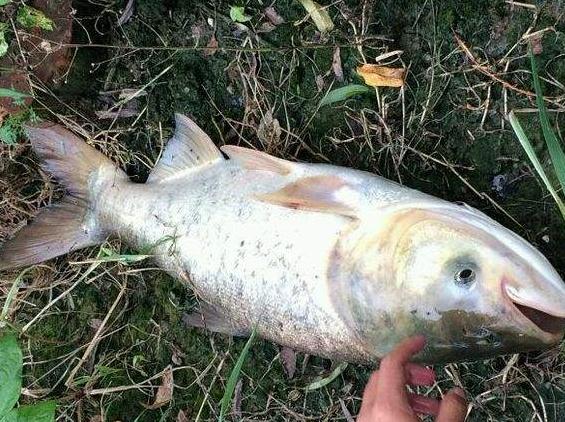 青鱼草鱼鲤鱼怎么区分,河鱼鲢鱼大头鱼有什么区别