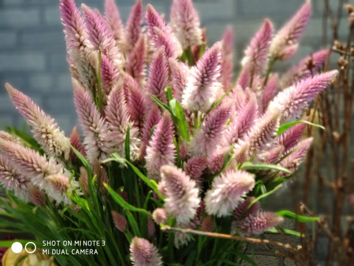 高颜值的拍照旗舰小米Note3拍照以及性能到底如何?