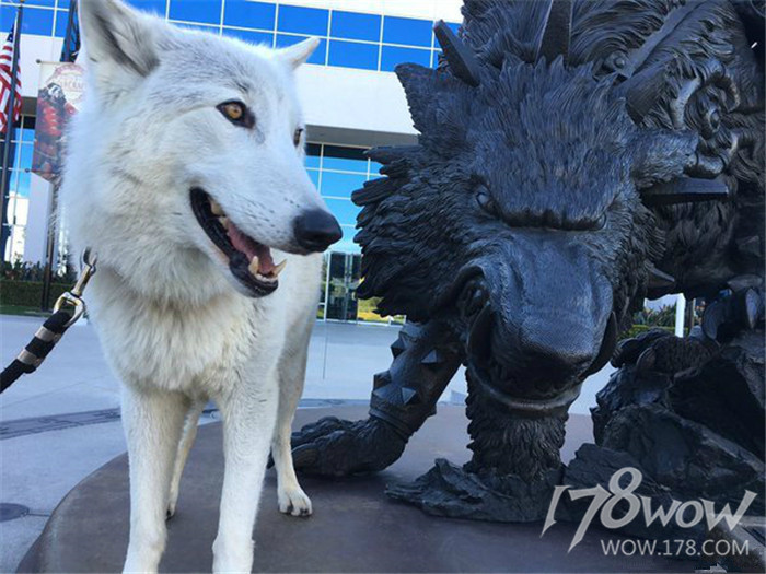 暴雪员工的宠物也太幸福了，还有专属部落or联盟工牌