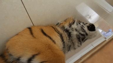 当科比遇到梅西,科比和梅西你会选择谁