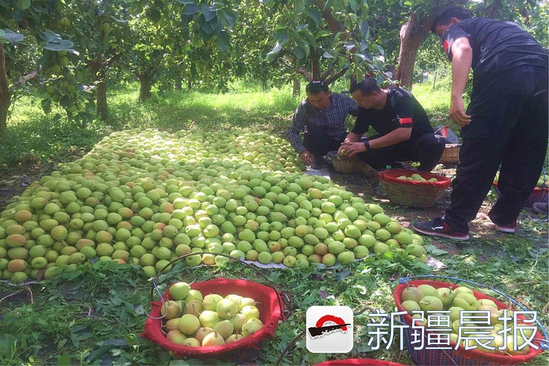 库尔勒香梨100箱,库尔勒40余万亩香梨试采摘