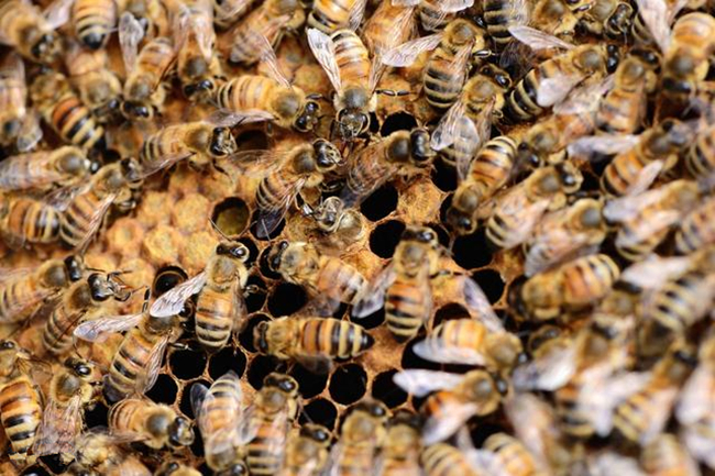 蜜蜂养殖技术500问,蜜蜂养殖技术试题及答案