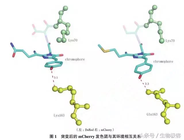 绿色荧光蛋白,怎么看绿色荧光蛋白