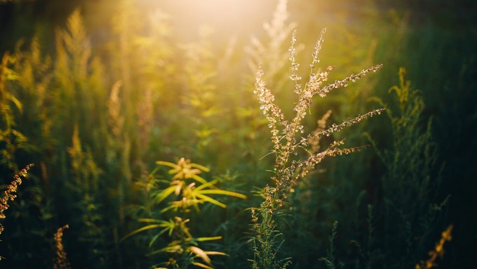 自驾游记初秋内蒙草原风光无限,内蒙大草原之旅自驾游哪里最美