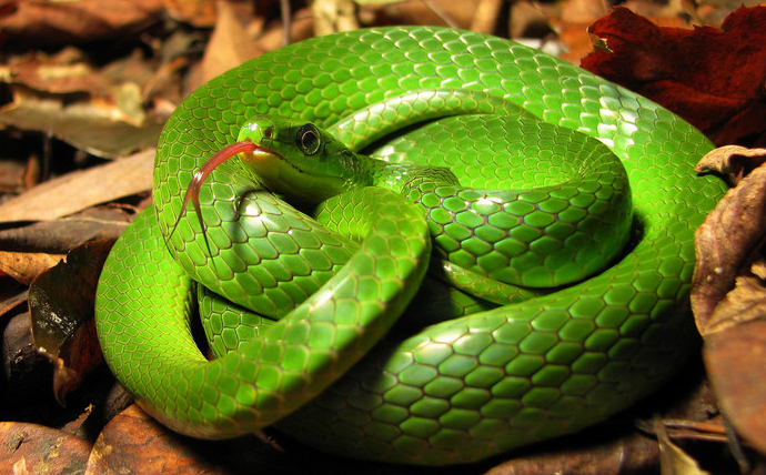 民间故事生蛇胎全集,民间故事结婚生孩子