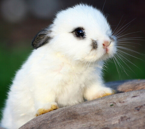 刚出生的兔子怎么喂养,新出生的兔子如何喂养