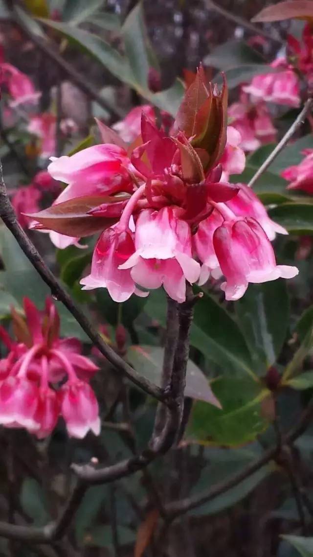 推荐|大明山风景区恢复开放啦！花都开好了，你还不来么？