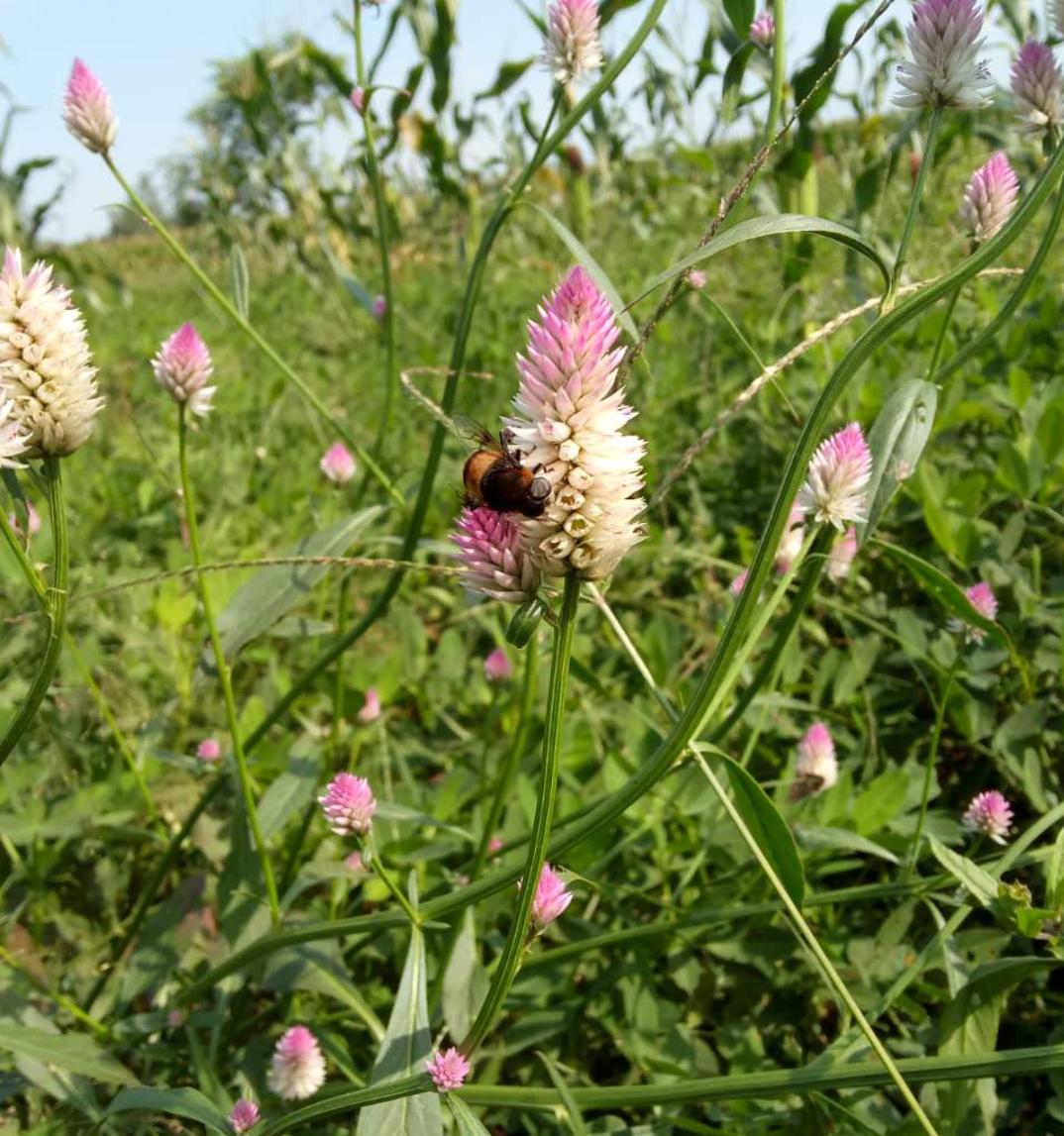 花生最新收购价格表,花生丰收后卖不出去